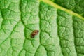 Dermacentor Reticulatus On Green Leaf. Also Known As The Ornate Cow Tick, Ornate Dog Tick, Meadow Tick, And Marsh Tick
