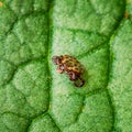 Dermacentor Reticulatus On Green Leaf. Also Known As The Ornate Cow Tick, Ornate Dog Tick, Meadow Tick, And Marsh Tick