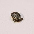 Dermacentor Reticulatus. The Ornate Cow Tick, Ornate Dog Tick, Meadow Tick, And Marsh Tick. Family Ixodidae. Ticks Are Royalty Free Stock Photo