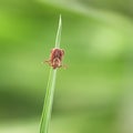 Dermacentor variabilis adult female tick