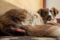 Dermatitis disease at the dog tail veterinary treatment