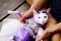 Dermatitis and treat Purple pill for cat with diseased Tinea.