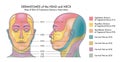 Dermatomes of head and neck