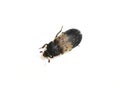 Dermestes lardarius larder beetle small pest insect