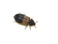 Dermestes lardarius larder beetle small pest insect