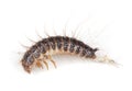 Dermestid beetle larvae.