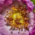 Dermestidae bug on the flower. Macro shot of a varied carpet beetle. Close up image Royalty Free Stock Photo