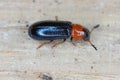 Dermestoides sanguinicollis. A very rare species of beetle in the family Cleridae. Predator found in natural forests