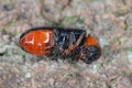 Dermestoides sanguinicollis. A very rare species of beetle in the family Cleridae. Predator found in natural forests