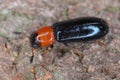 Dermestoides sanguinicollis. A very rare species of beetle in the family Cleridae. Predator found in natural forests