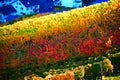 Dernau, Germany - 11 06 2020: bight autumn vineyards above Dernau