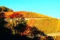 Dernau, Germany - 11 06 2020: bright autumn vineyards on the hills