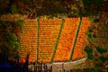 Dernau, Germany - 11 06 2020: steep yellow vineyards