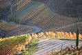 Dernau, Germany - 11 06 2020: roads through autumn vineyards near Dernau