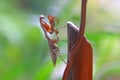 Deroplatys Lobata - adult mantis wanted to scare me, snail, animal