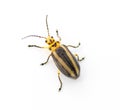 Derospidea brevicollis is a species of skeletonizing leaf beetle in the family Chrysomelidae. Dorsal top view isolated on white