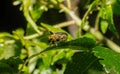 Derospidea brevicollis is a species of skeletonizing leaf beetle in the family Chrysomelidae. On Hercules club citrus tree