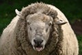 Derpy derp sheep face on Royalty Free Stock Photo