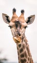 Derpy looking giraffe facing camera. Kruger National Park. South Africa