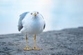 Derpy Seagull portrait Royalty Free Stock Photo