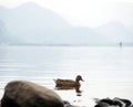 A duck on Derwentwater, Keswick, Lake District, UK Royalty Free Stock Photo