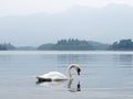 A swan on Derwentwater, Keswick, Lake District, UK Royalty Free Stock Photo