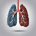 anatomy and physiology of human respiratory lungs