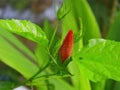 Hibiscus bud with green leaves Royalty Free Stock Photo