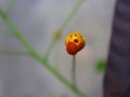 Jatropha podagrica bud, orange-yellow bloom in early stage Royalty Free Stock Photo