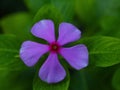 Periwinkle flower close-up with vivid pink petals and lush green leaves Royalty Free Stock Photo