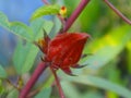 Roselle calyx in focus, showing deep red sepals with fresh green leaves in background Royalty Free Stock Photo