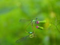 Damselflies mating on wildflower bud Royalty Free Stock Photo