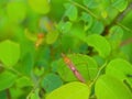 Leaf footed bug resting on fresh green leaves Royalty Free Stock Photo