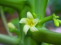Papaya flower close-up on stem Royalty Free Stock Photo