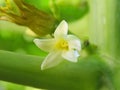 Papaya flower close-up on stem Royalty Free Stock Photo