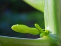 Papaya flower bud, close up of young Carica papaya bloom on green stem with natural light and blurred background Royalty Free Stock Photo