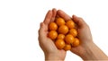 Fresh Kumquats Held in Hands Royalty Free Stock Photo