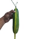 A hand holds a long cucumber measured with a yellow measuring tape. The dark green cucumber is approximately 27 to 28 centimeters Royalty Free Stock Photo
