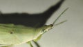 Green Conehead Grasshopper Face Macro Portrait. Royalty Free Stock Photo
