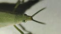 Top View Macro Green Conehead Grasshopper. Royalty Free Stock Photo