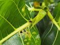 Macro Shot of a Small Jumping Spider on a Green Leaf with Natural Texture, Tiny Black Spider in Wildlife Habitat, Royalty Free Stock Photo