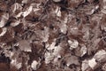 desaturated brown fall maple leaves background