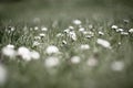 Desaturated colors of green lawn and white flowers