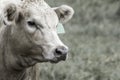 Desaturated heifer portrait