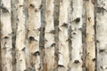 Desaturated tree bark texture forest calm detailed shows rough surface of tree trunks creating feeling of serenity Royalty Free Stock Photo