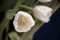 Desaturated white tulip closeup