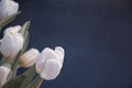 Desaturated white tulips on dark background