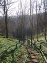 Descending path in a spring English woodland