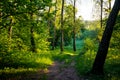 Descent along a gentle slope in a picturesque green area