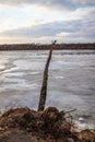The descent of ice in the spring on the river in March is a natural phenomenon against the sky and clouds in the evening Royalty Free Stock Photo